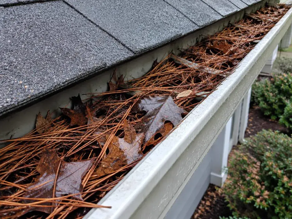 Gutter packed with pine needles and wet leaves