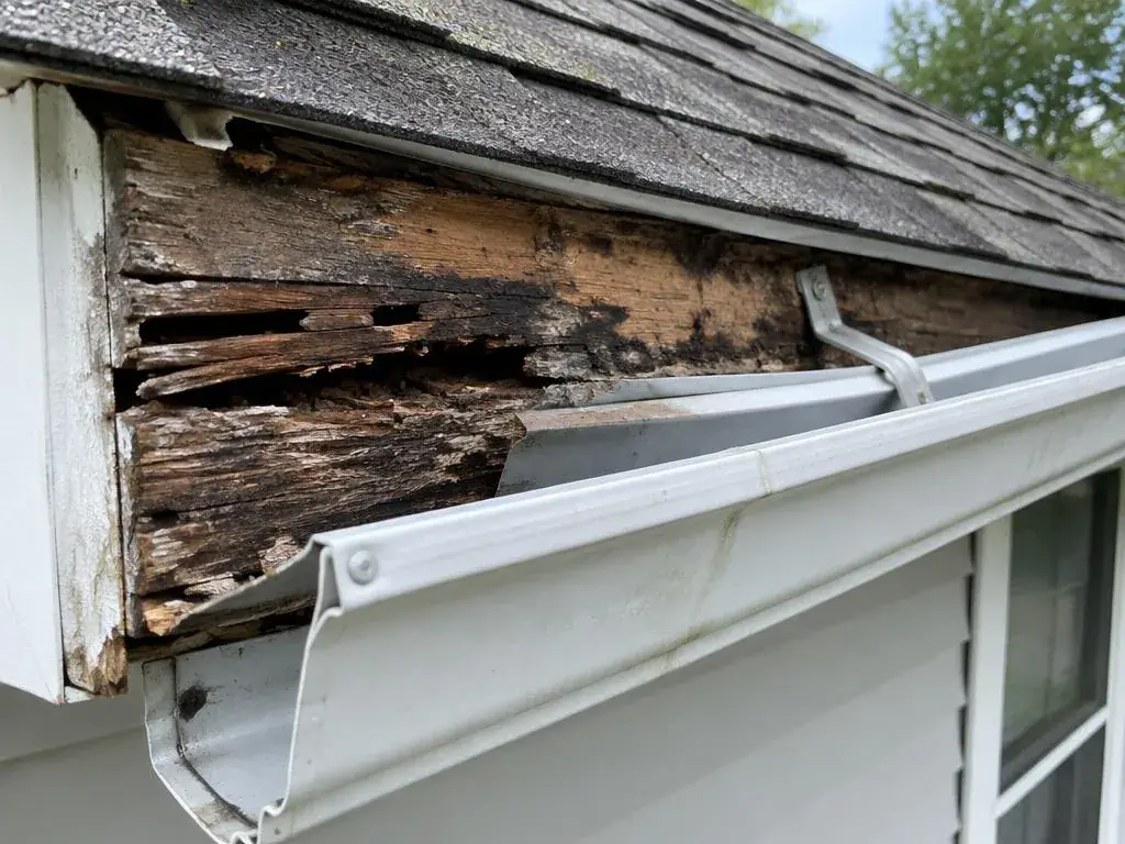 Rotted fascia board behind a gutter